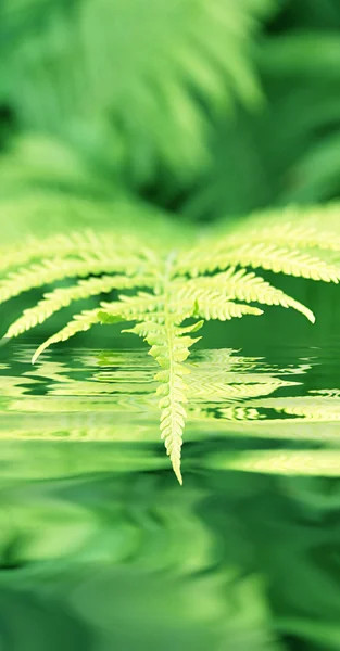 stock image Fern