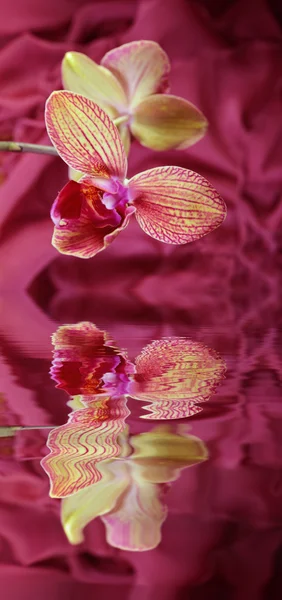 Orkideen (falenopsis ) – stockfoto