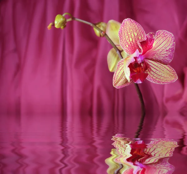 Orchid, (phalaenopsis) — Stock Photo, Image