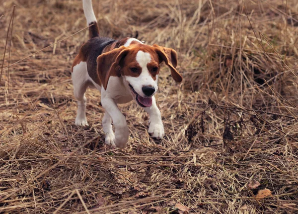 Beagle nella foresta — Foto Stock