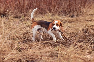 Beagle orman