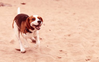 Beagle.