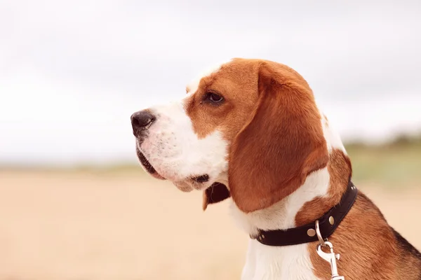 Beagle. — Stok fotoğraf