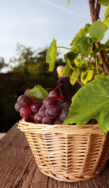Winogron — Zdjęcie stockowe
