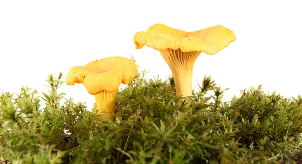 stock image Mushrooms