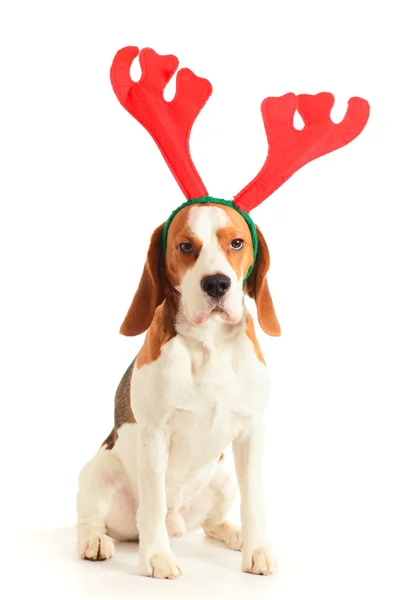 Beagle mit Hörnern — Stockfoto