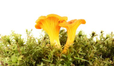 Chanterelle.