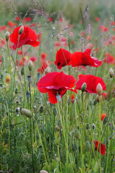 Wild poppies in summer field — Stock Photo, Image