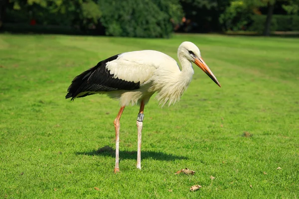 stock image Stork