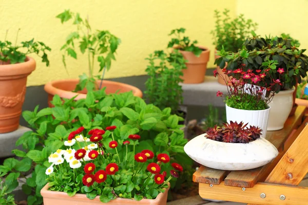 Terrace or roof gardening — Stock Photo, Image