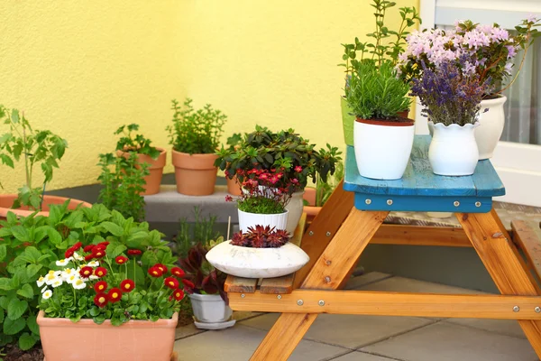 Terrace or roof gardening — Stock Photo, Image