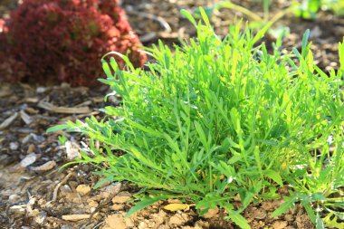 Arugula clipart