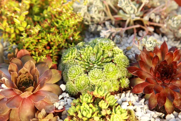 Liten rock trädgård — Stockfoto