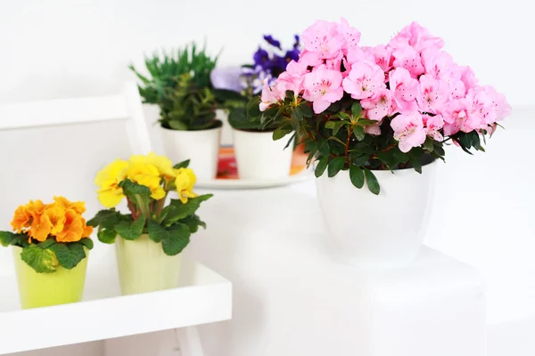 Flores no interior — Fotografia de Stock