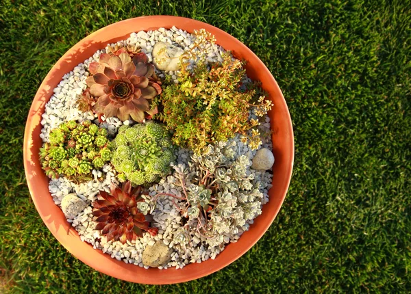 작은 바위 정원 — 스톡 사진