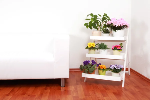 Flowers in interior — Stock Photo, Image