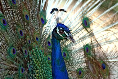 Male Peacock (Pavo Cristatus) clipart