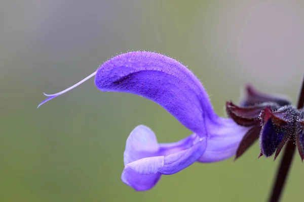 Salvia - Salvia Pratensis — Foto de Stock