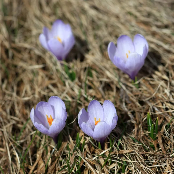 Azafrán violeta — Foto de Stock