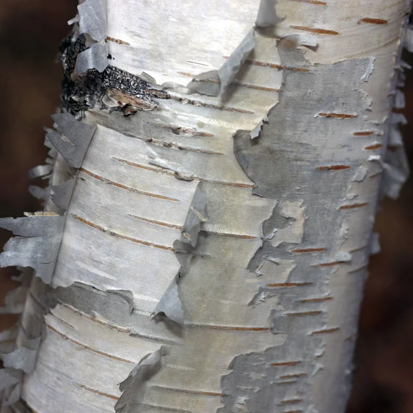 バーチの樹皮 — ストック写真