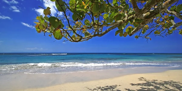 Caribbean praia cena — Fotografia de Stock