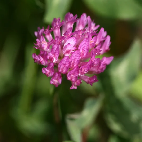 Trébol rojo (Trifolium pratense ) — Foto de Stock