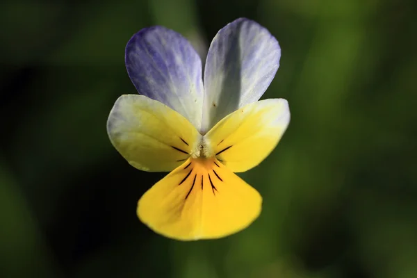 紫罗兰花-三色堇 — 图库照片