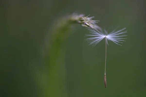 Close-up de uma semente de vento-leão — Fotografia de Stock