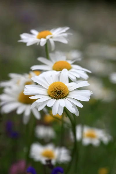Marguerite Flowers — Stock Photo, Image