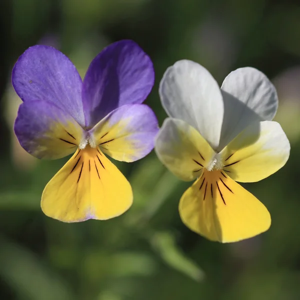 Fialový květ - violka trojbarevná — Stock fotografie