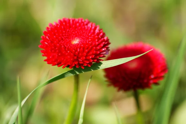 stock image Flower