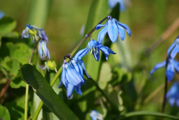 stock image Flower