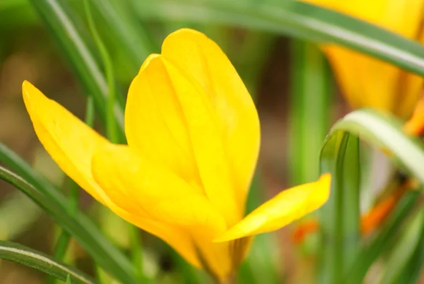 stock image Flower