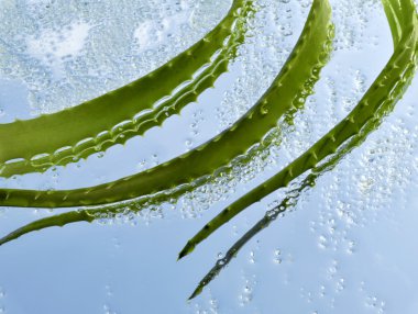 Aloe and green crystals of sea salt clipart