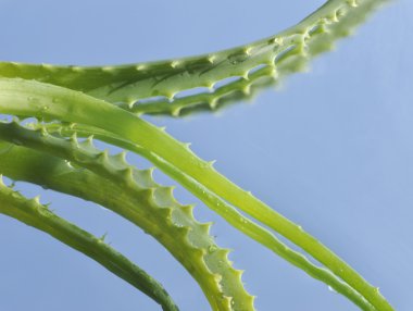 Leaf of aloe over blue background clipart