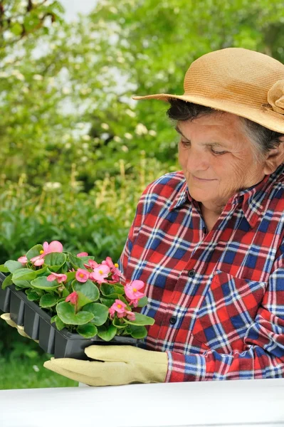 stock image Senior woman - gardening