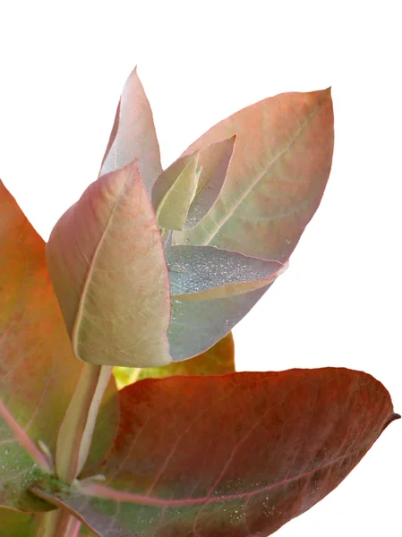 Eukalyptus - Silbertropfen — Stockfoto