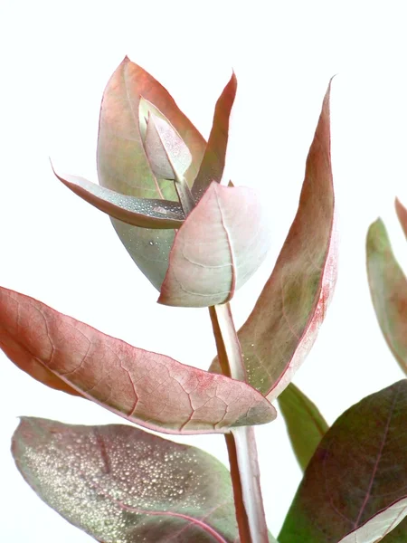 Eucalyptus - Silver Drop — Stock Photo, Image