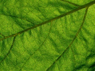 Leaf of sunflower - detail clipart