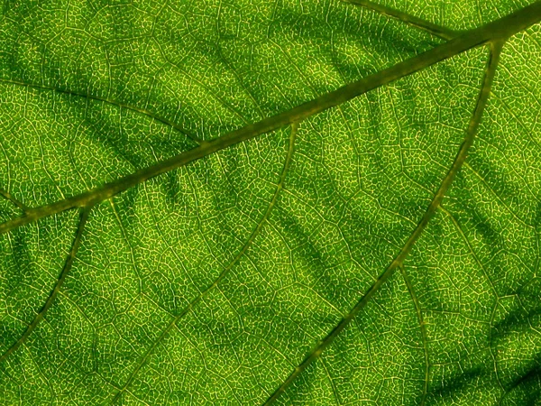 Leaf of sunflower - detail — Stock Photo, Image