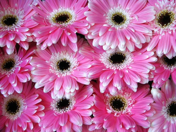Roze gerber bloemen - achtergrond — Stockfoto