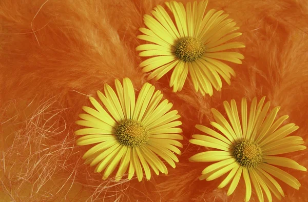 Doronicum orientale yellow blossom — Stock Photo, Image