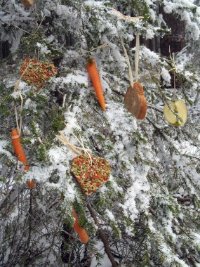 Noel - hayvanlar için