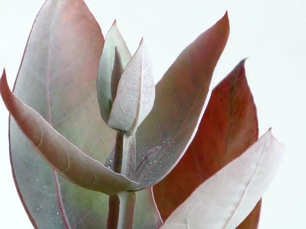 Eukalyptus - Silbertropfen — Stockfoto