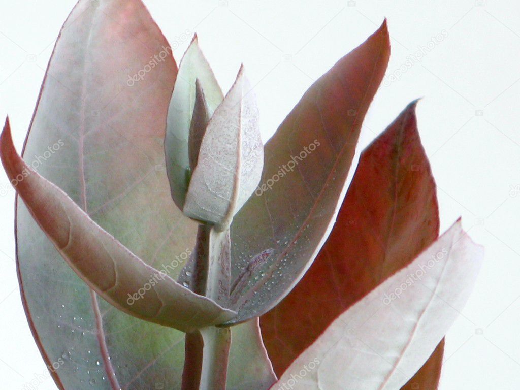 Eucalyptus - Silver Drop