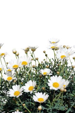 Fresh Daisies isolated on white clipart