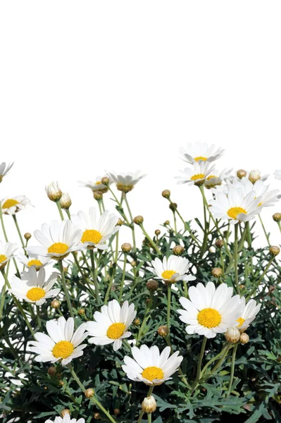 Frische Gänseblümchen isoliert auf weiß — Stockfoto