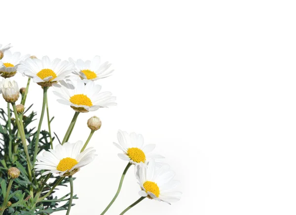 Marguerites fraîches isolées sur blanc — Photo