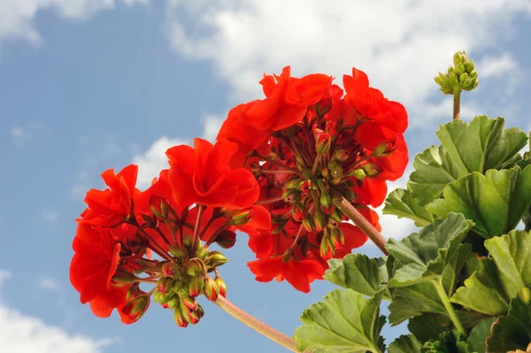 Rote Gartengeranien - Pelargonien — Stockfoto