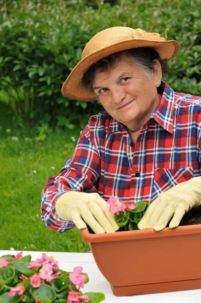 Senior woman - gardening — Stock Photo, Image